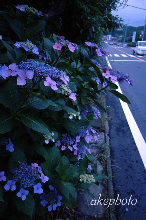 私的あじさいの模索_e0127416_20413256.jpg