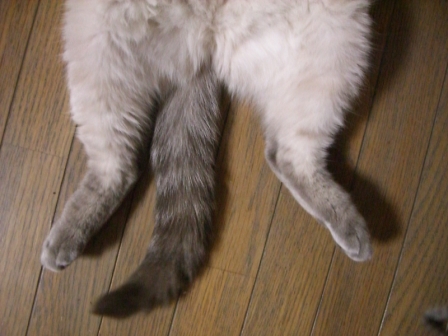 お茶って偉い!_c0006826_19342358.jpg
