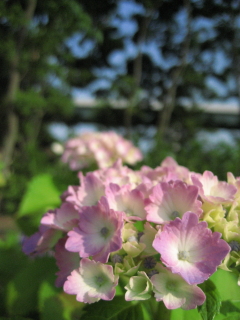 e0064227_8524383.jpg