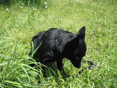 d0049135_145184.gif