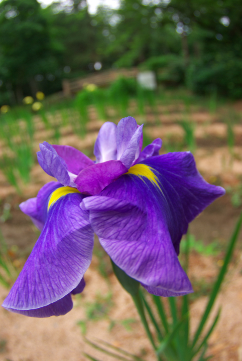 花菖蒲ばっかりでごめんなさい＾＾;_d0098645_2139767.jpg