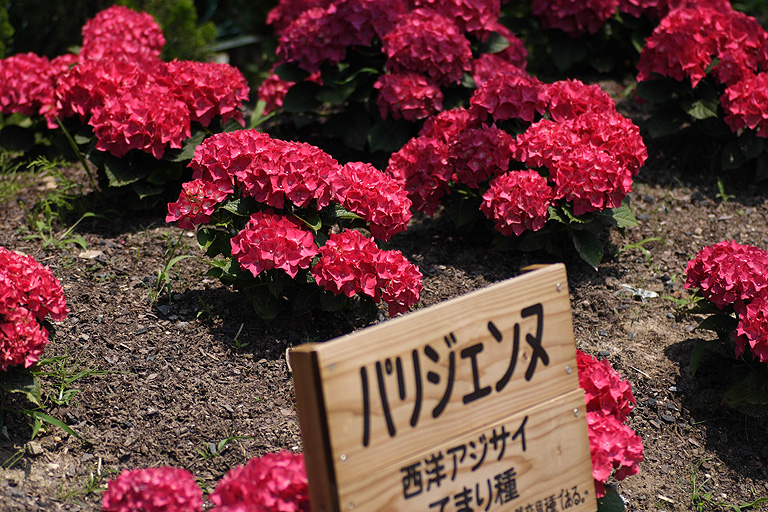 快晴酷暑の紫陽花見物 風を友にして