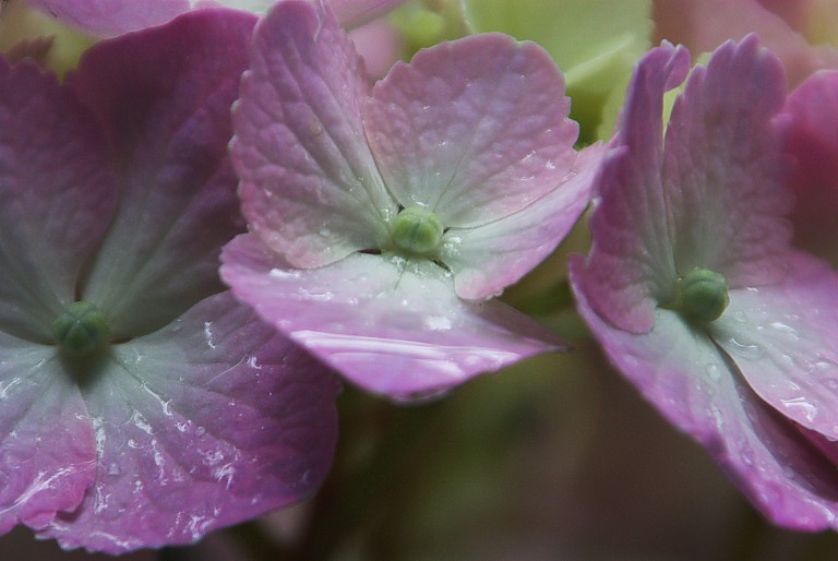 梅雨入り紫陽花　１　　20070614_a0050572_804540.jpg