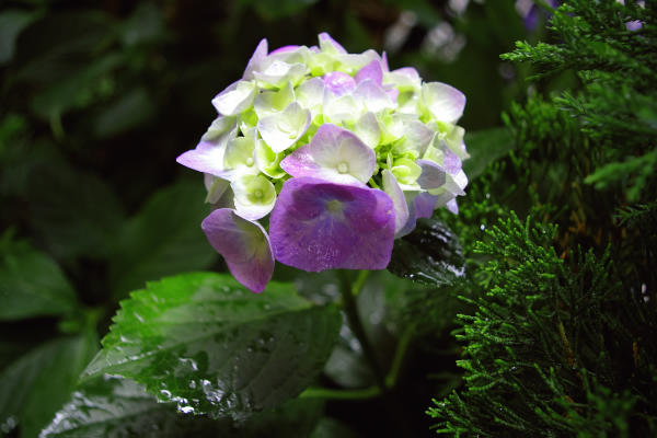 雨を待ち侘びる紫陽花たち_f0112806_12442678.jpg