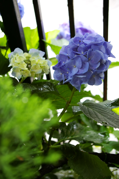 雨を待ち侘びる紫陽花たち_f0112806_12444272.jpg