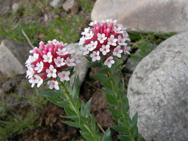 f0060811_55647.jpg