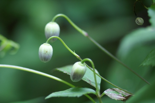 再び匹見の初夏の花・・・_c0042418_86469.jpg