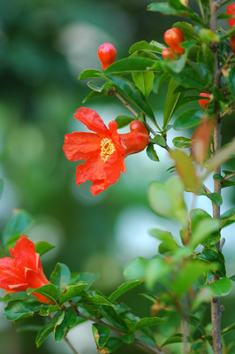 ザクロの花、ユリ科の花_f0012718_1041793.jpg