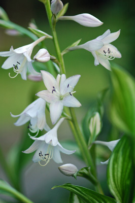 ザクロの花、ユリ科の花_f0012718_11313624.jpg