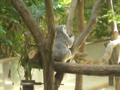 東山動物園_c0123730_23143523.jpg