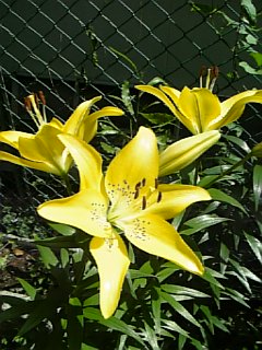 b0055939_23311393.jpg