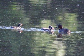 カイツブリの子育て_b0081141_8335339.jpg