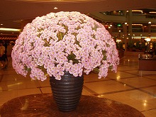 d0048350_12451460.jpg