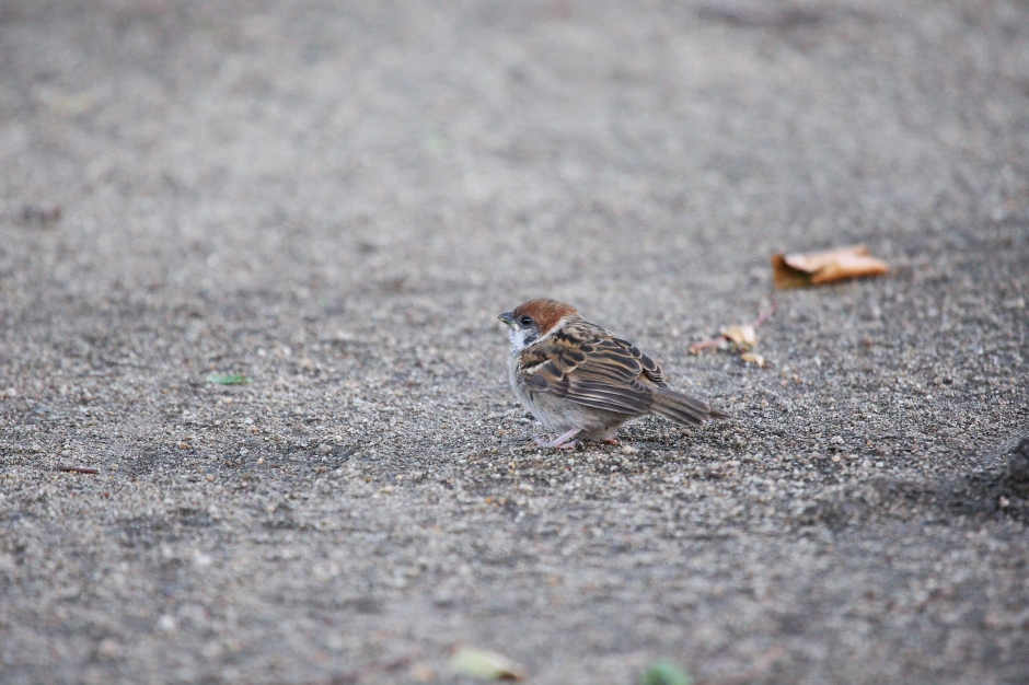 長居公園で試し撮り_f0049152_2047019.jpg