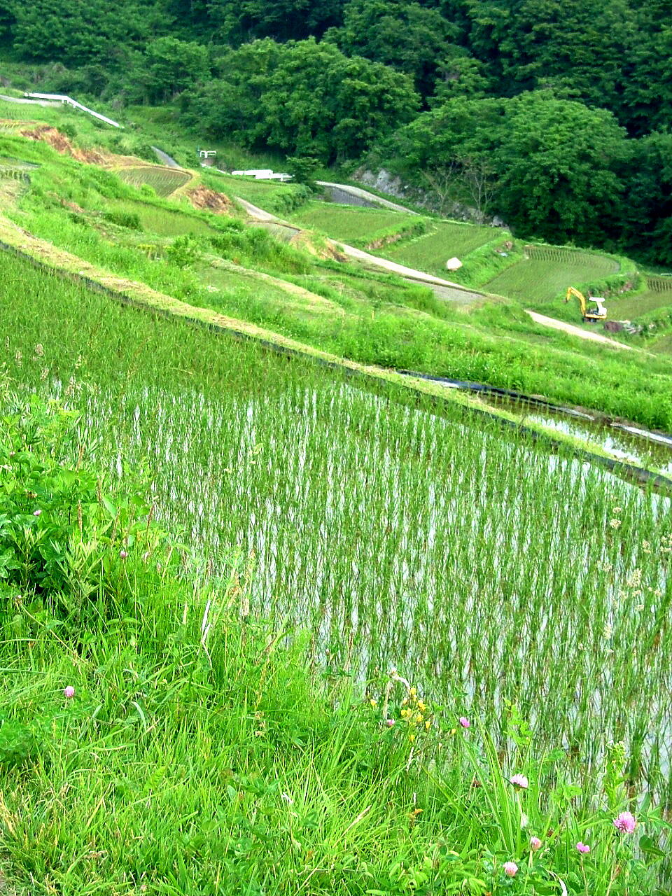 e0064158_2364514.jpg