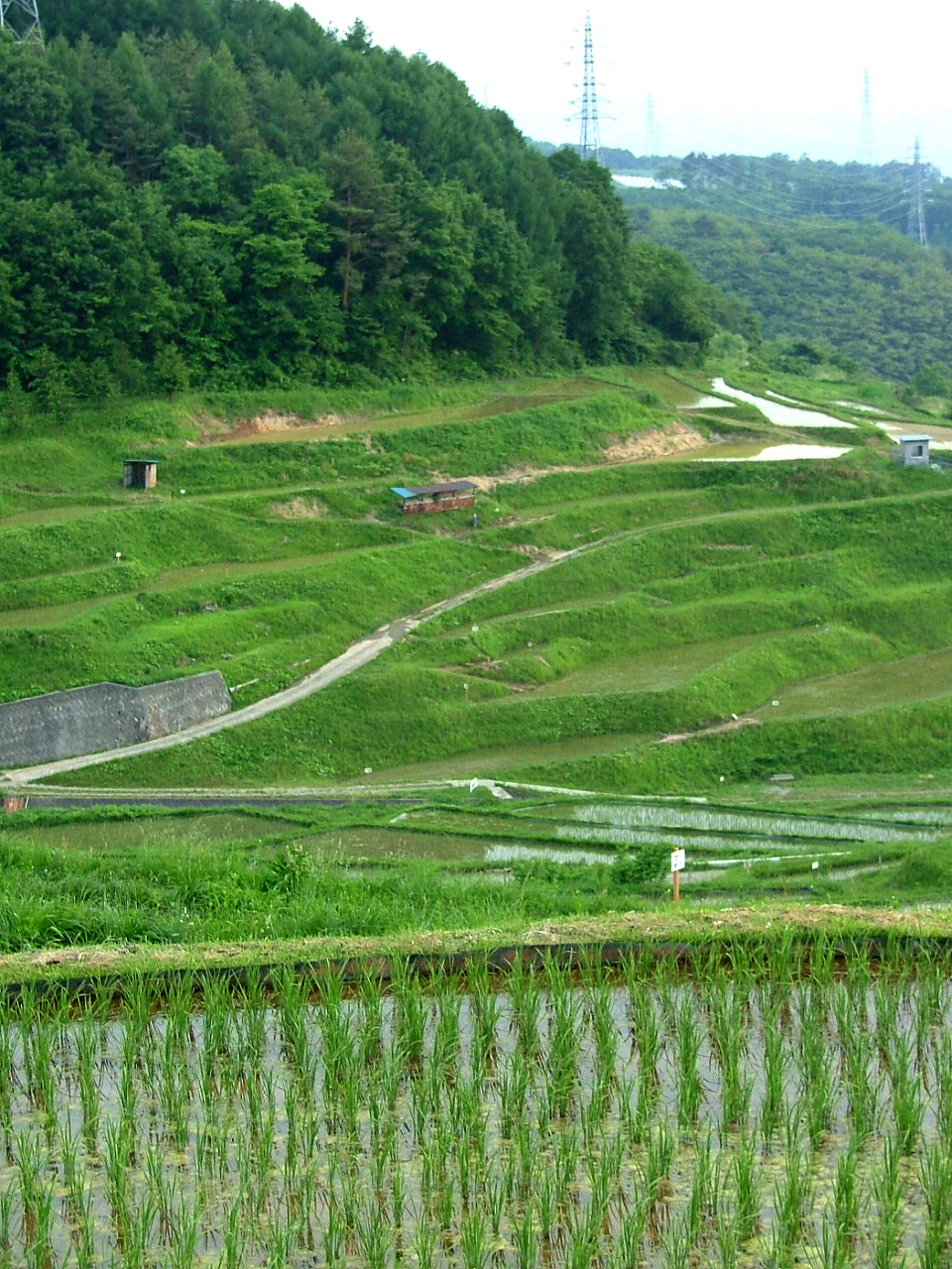 e0064158_2522877.jpg