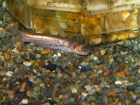ブルーカンディルの上を行くカンディル リミックス名東店熱帯魚 ブルーカンディルの上を行くカンディル リミックス名東店熱帯魚