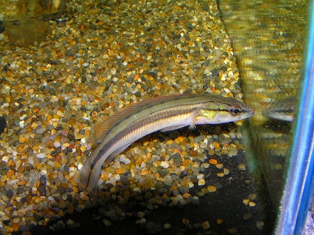 ブルーカンディルの上を行くカンディル リミックス名東店熱帯魚 ブルーカンディルの上を行くカンディル リミックス名東店熱帯魚