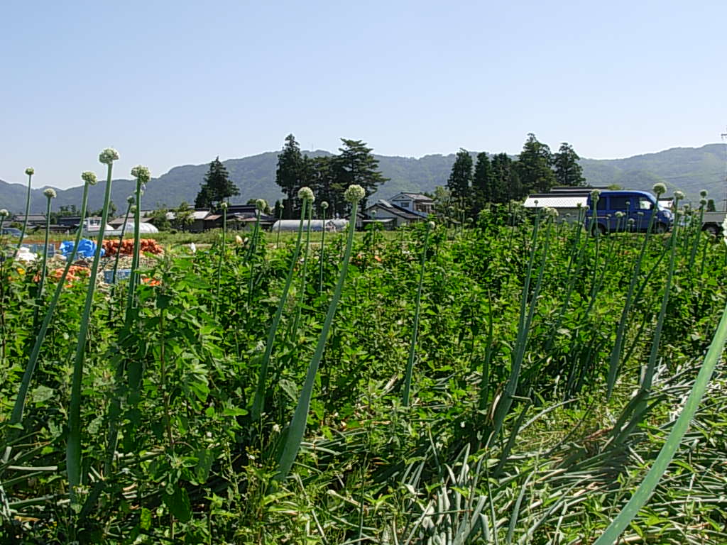 d0048366_1123109.jpg