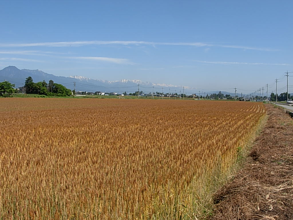 d0048366_11265790.jpg