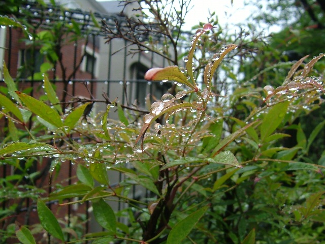 雨のしずく♪_e0101769_20591485.jpg