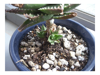 c0095679_216436.gif