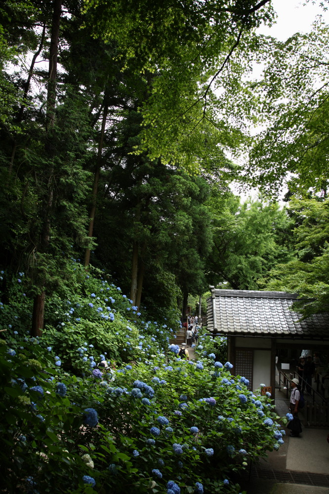 鎌倉、明月院・東慶寺_d0110380_20225250.jpg