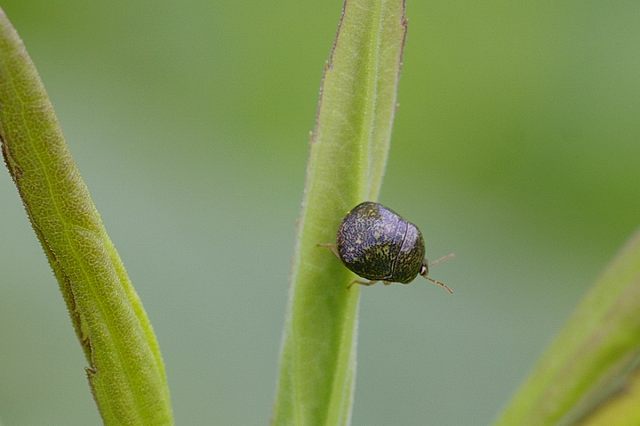 ■　1cmに満たない虫たち　　　07.6.16_e0070891_2046467.jpg