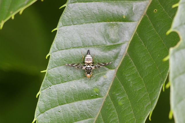 e0070891_20503734.jpg