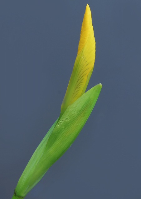 e0039703_23373064.jpg