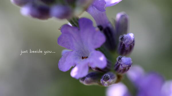 Viola  Bouquet_a0085805_19503362.jpg