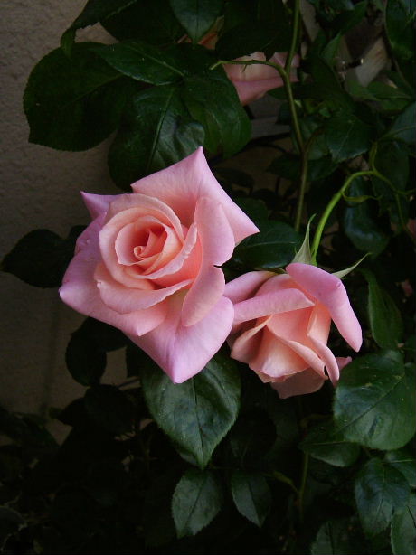 f0007106_01169.jpg