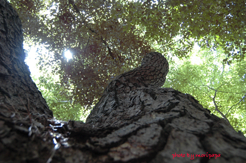 a0094711_2319161.gif