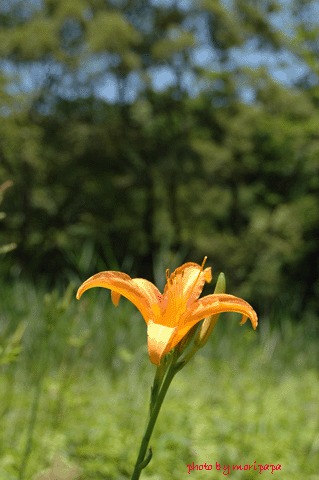 a0094711_23273580.gif