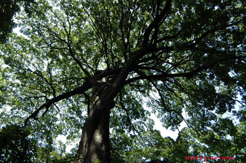 a0094711_23321655.gif