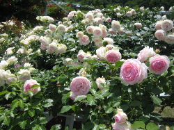 越後丘陵公園のバラ_f0067514_20412672.jpg