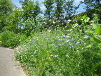 越後丘陵公園のバラ_f0067514_20435065.jpg