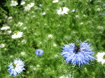 越後丘陵公園のバラ_f0067514_21522796.jpg