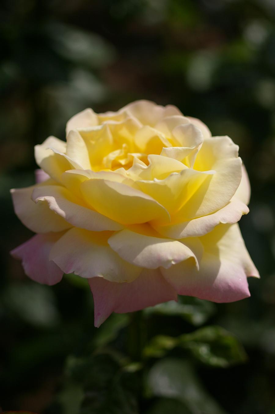 c0098234_636357.jpg
