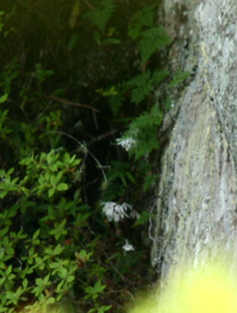 d0055236_10331496.jpg