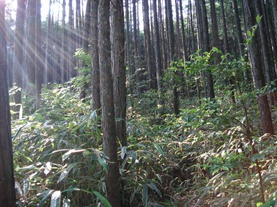 d0055236_1112176.jpg