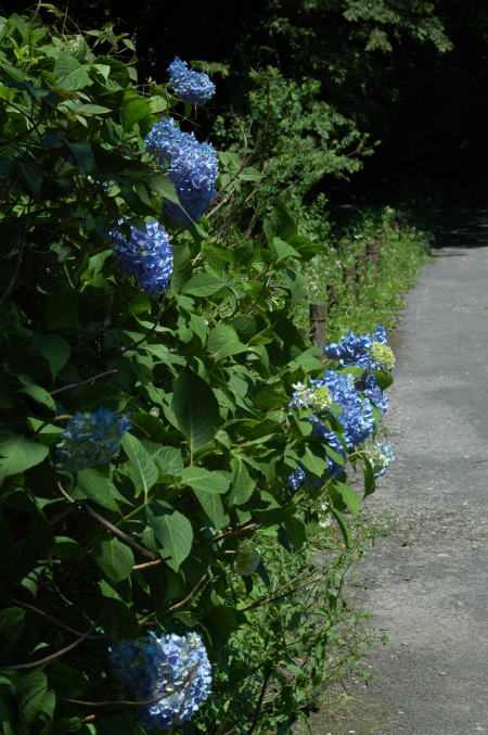 神代植物公園の別公園？_e0095142_7535454.jpg