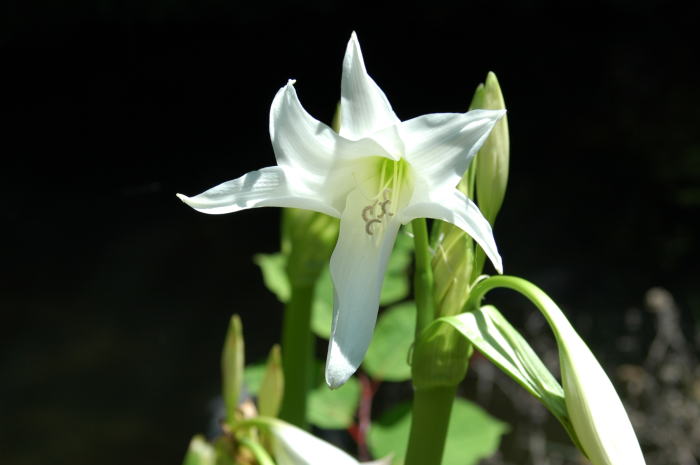 神代植物公園の別公園？_e0095142_8114100.jpg