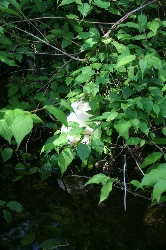 吟醸 菜や_f0114346_1359222.jpg