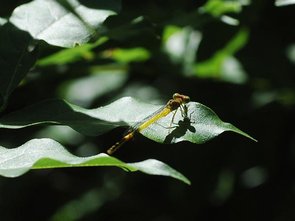 c0045352_1303582.jpg