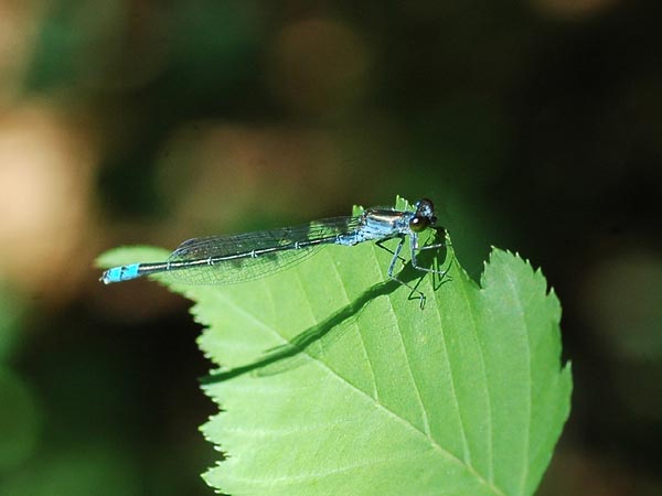 c0045352_131478.jpg