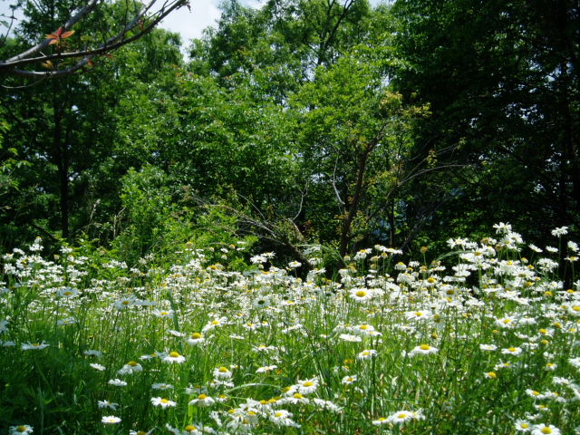 e0064158_0273361.jpg