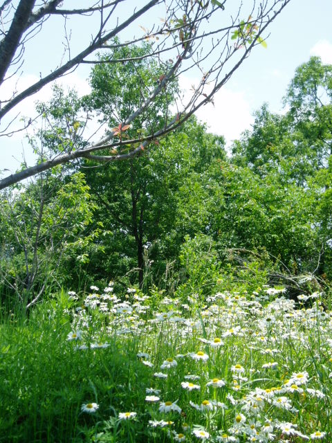 e0064158_0311839.jpg