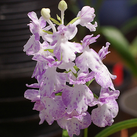 c0068168_1394456.jpg