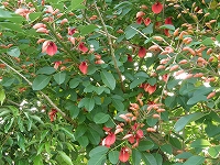 d0092969_7292168.jpg